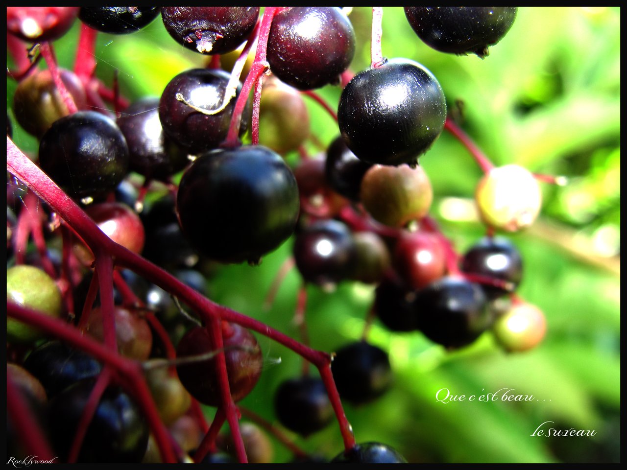 Wallpapers Nature Fruits Le sureau