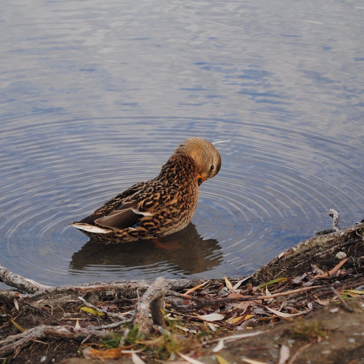 Wallpapers Animals Birds - Ducks 