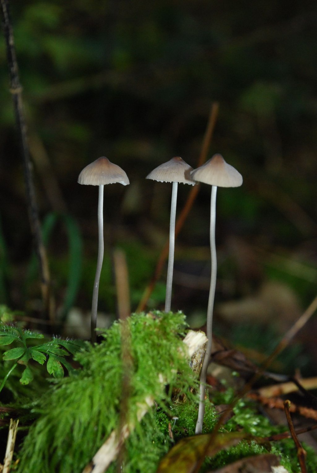 Wallpapers Nature Mushrooms 