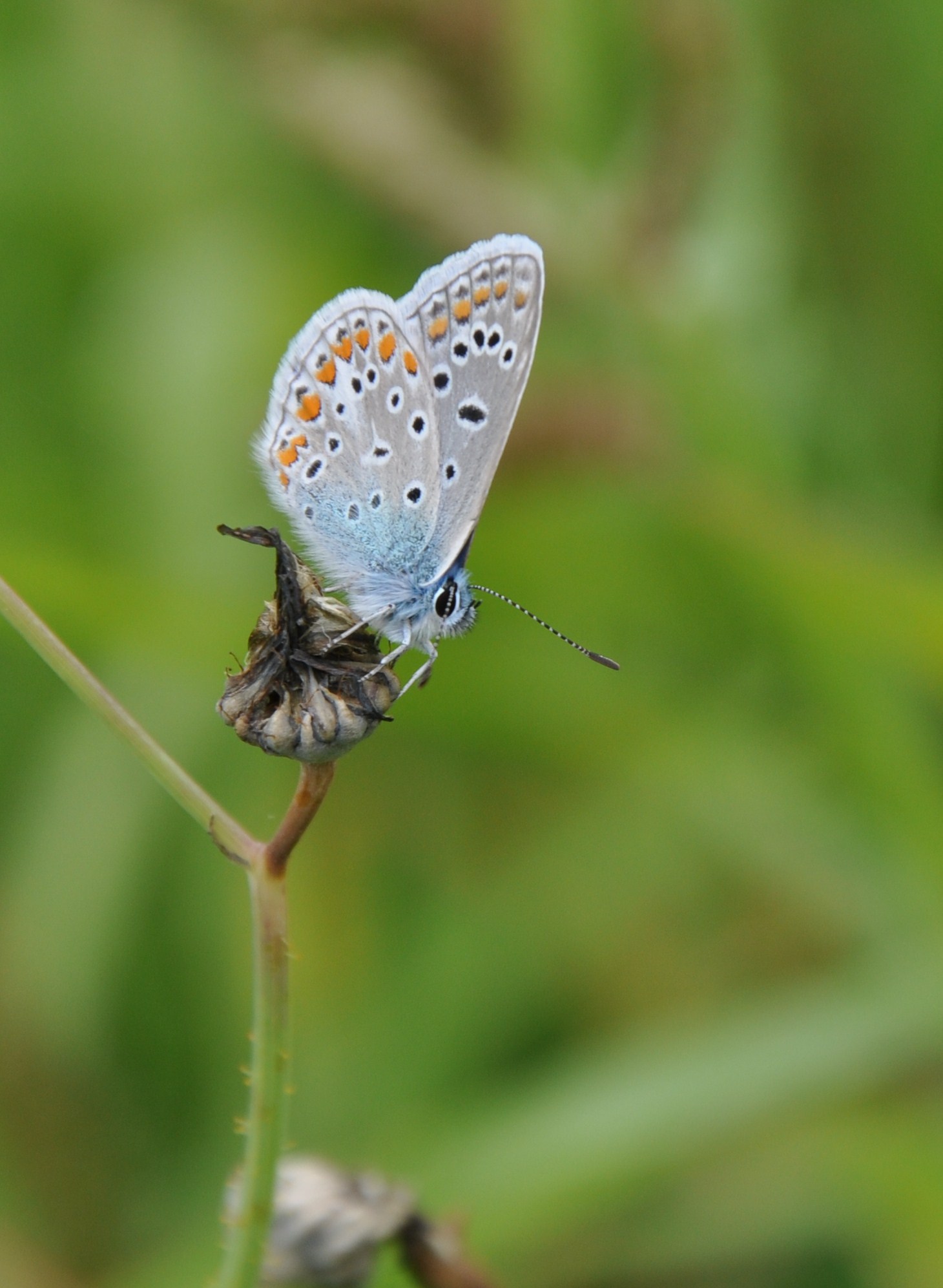 Wallpapers Animals Insects - Butterflies 