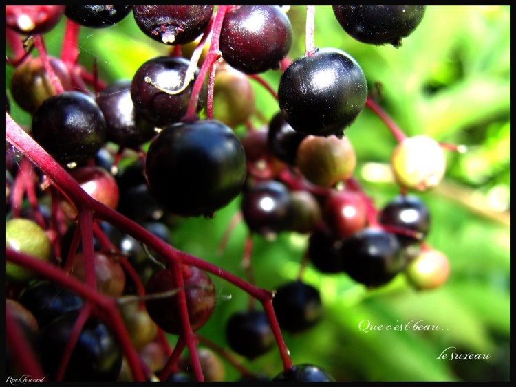 Wallpapers Nature Fruits Le sureau