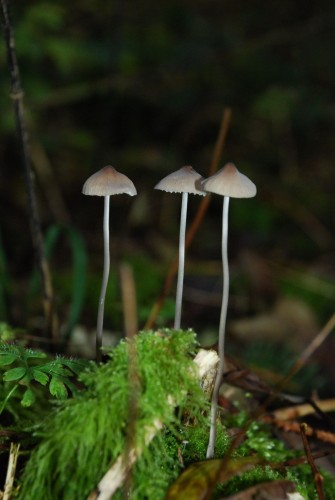 Wallpapers Nature Mushrooms Wallpaper N249469