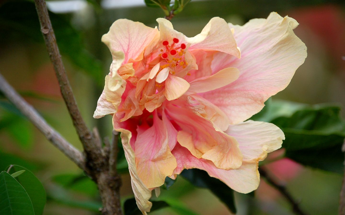 Fonds d'cran Nature Fleurs hibiscus