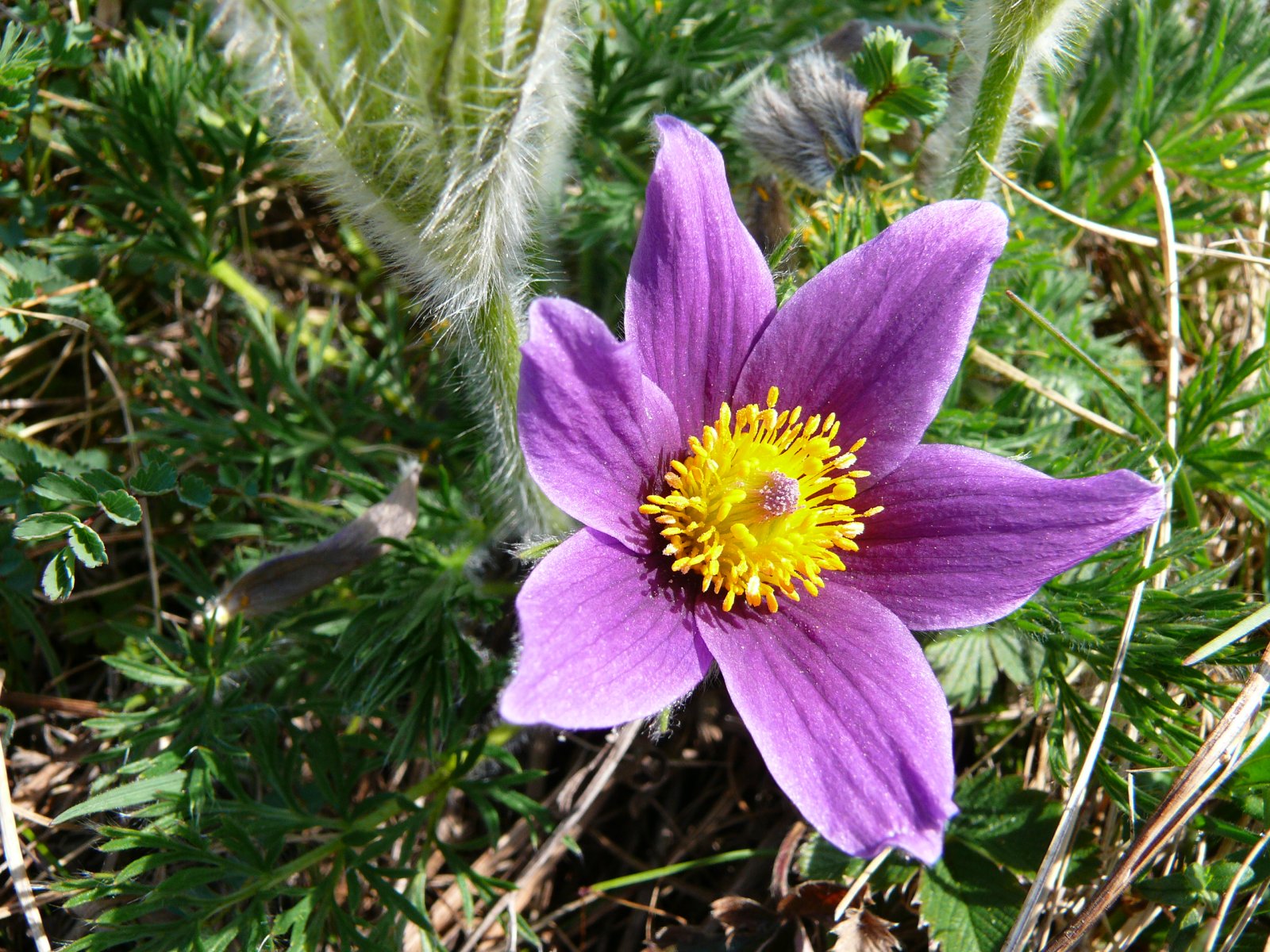 Fonds d'cran Nature Fleurs anmone pulsatille