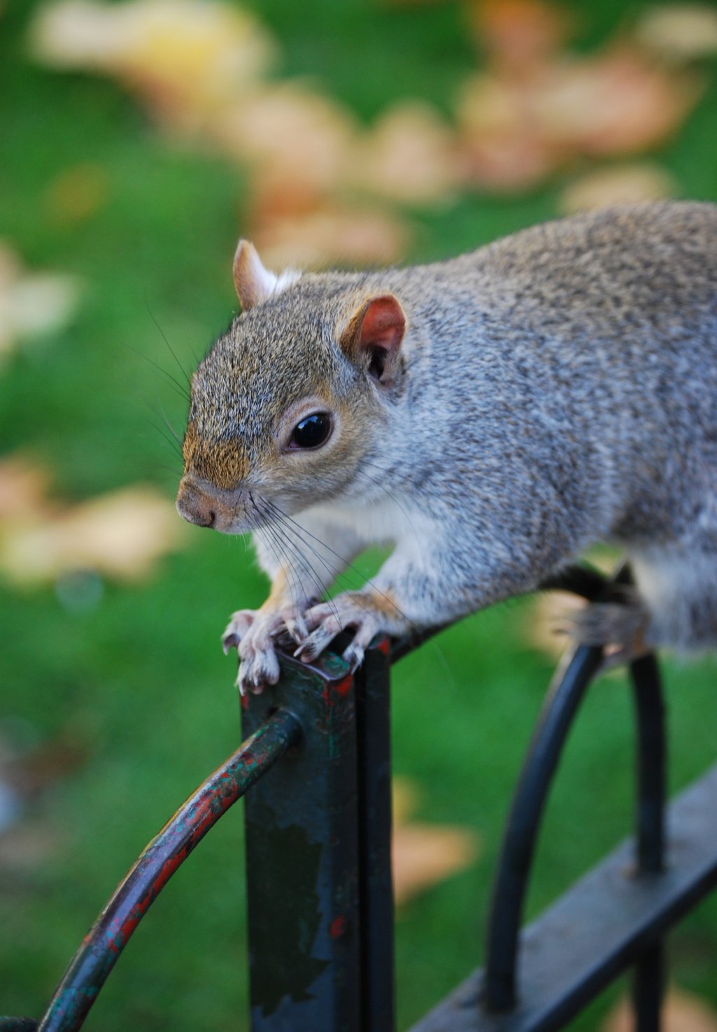 Fonds d'cran Animaux Rongeurs - Ecureuils Ecureuil