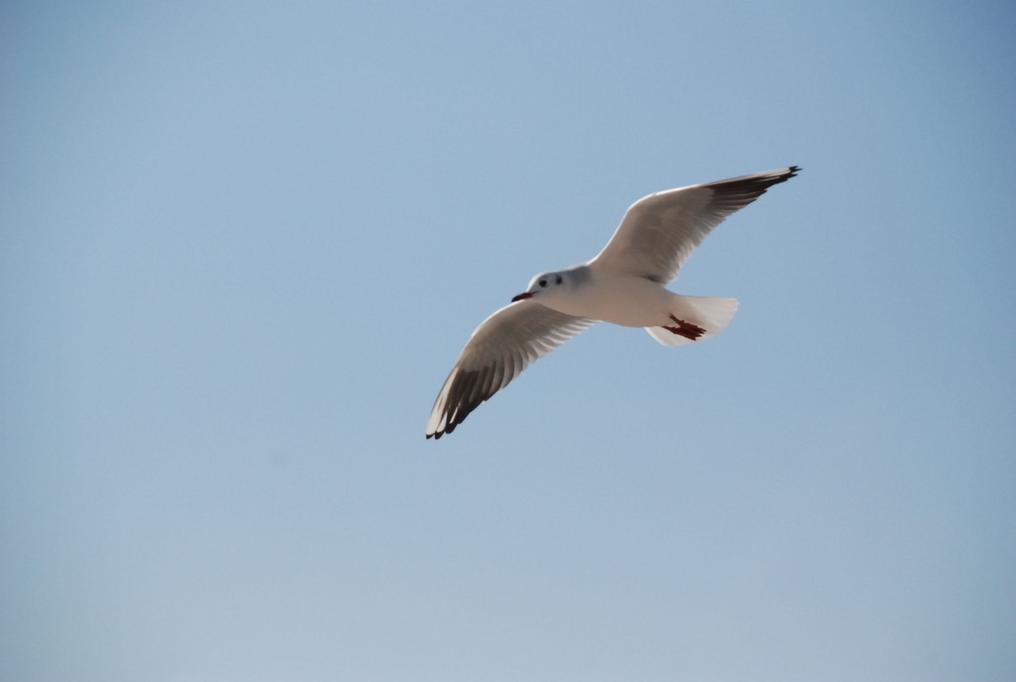 Wallpapers Animals Birds - Gulls Envol