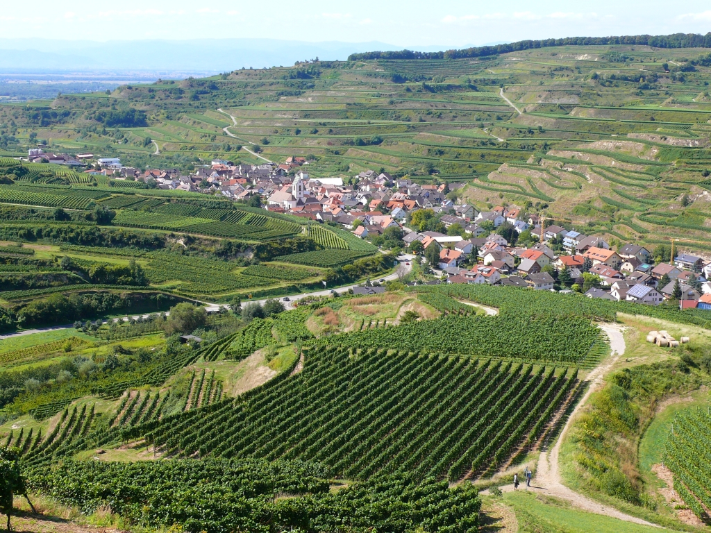 Wallpapers Nature Vines vignoble dans le Kaisersthul (D)