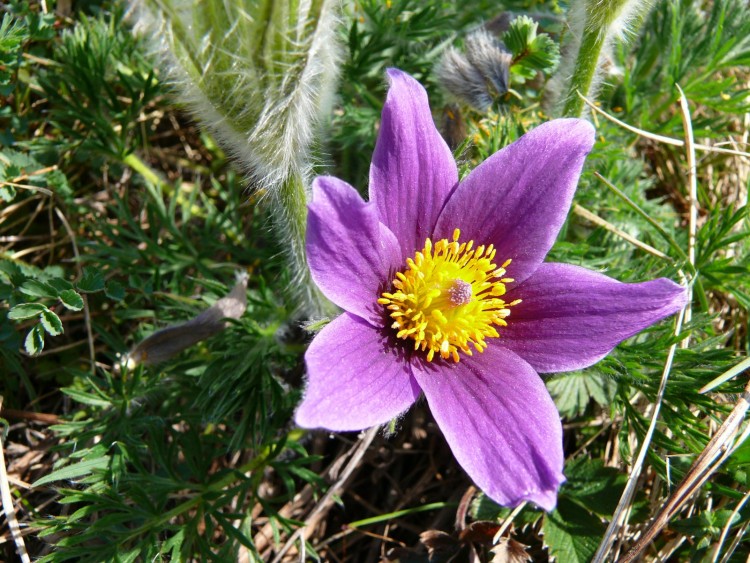 Fonds d'cran Nature Fleurs anmone pulsatille