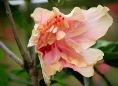 Fonds d'cran Nature hibiscus