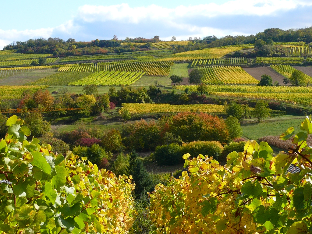 Fonds d'cran Nature Vignes - Vignobles 