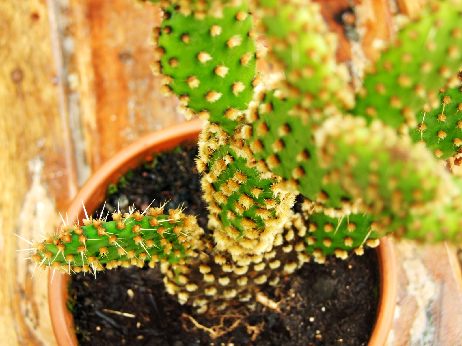 Fonds d'cran Nature Cactus cactus