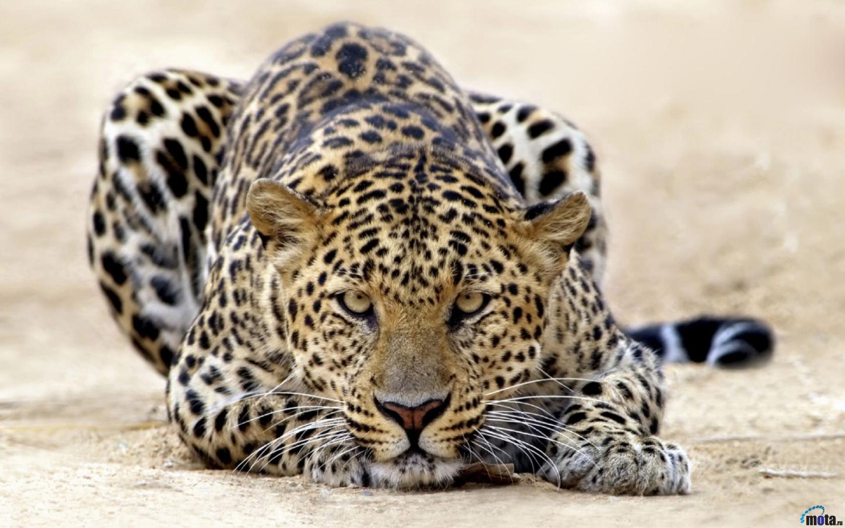 Wallpapers Animals Felines - Leopards 