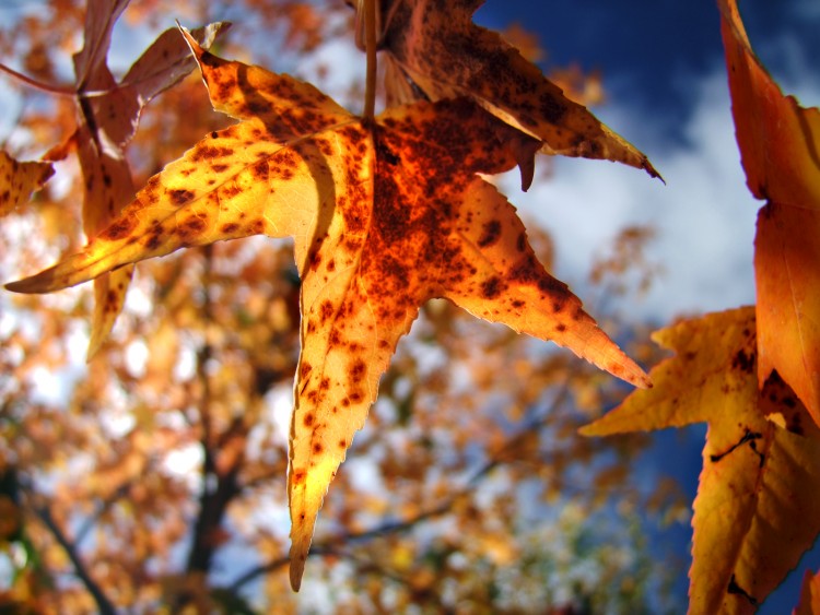 Fonds d'cran Nature Feuilles - Feuillages automne