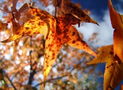 Fonds d'cran Nature automne