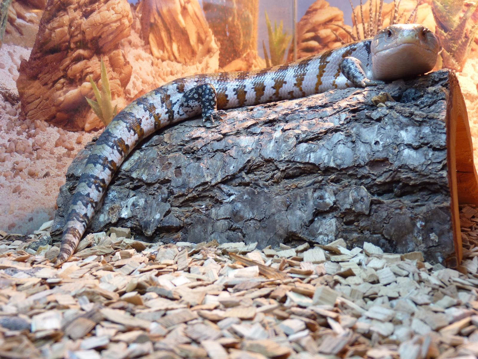 Fonds d'cran Animaux Lzards - Iguanes Scinque  langue bleue Aka Tiliqua