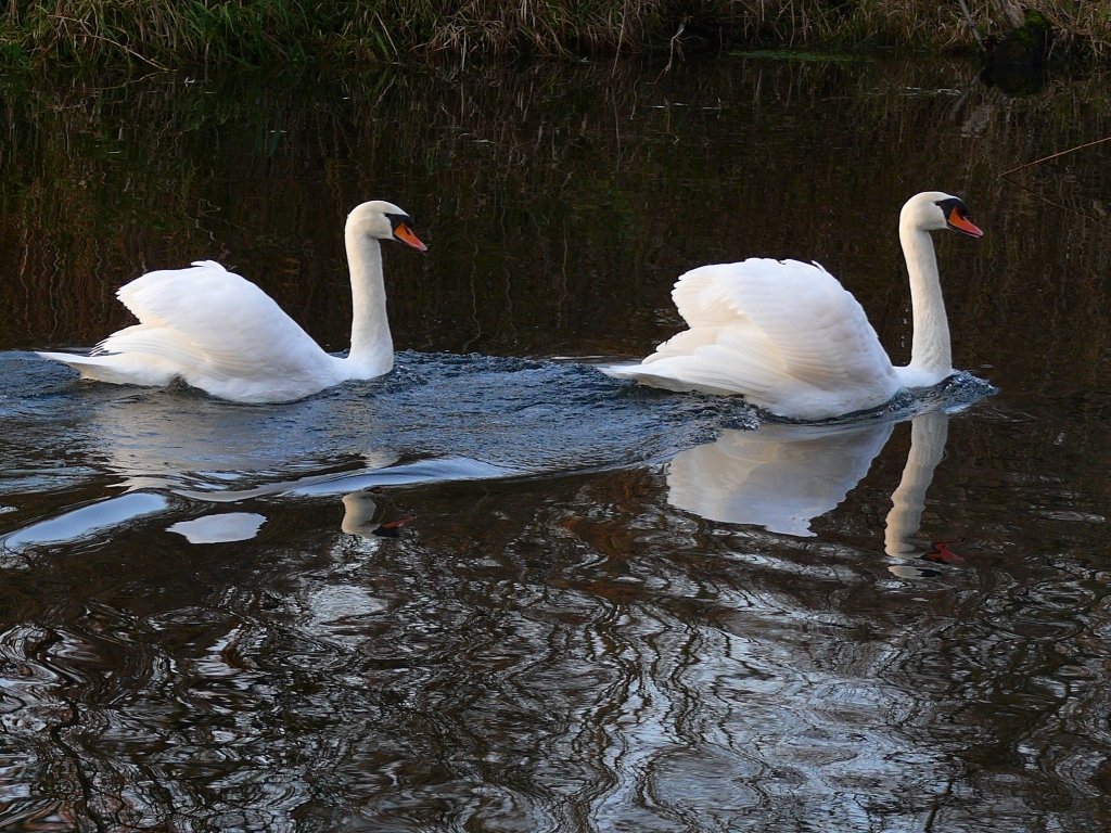 Fonds d'cran Animaux Oiseaux - Cygnes 