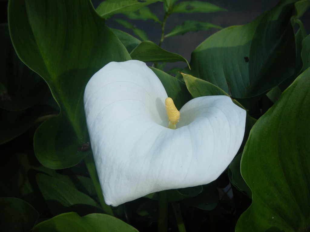 Fonds d'cran Nature Fleurs Arum