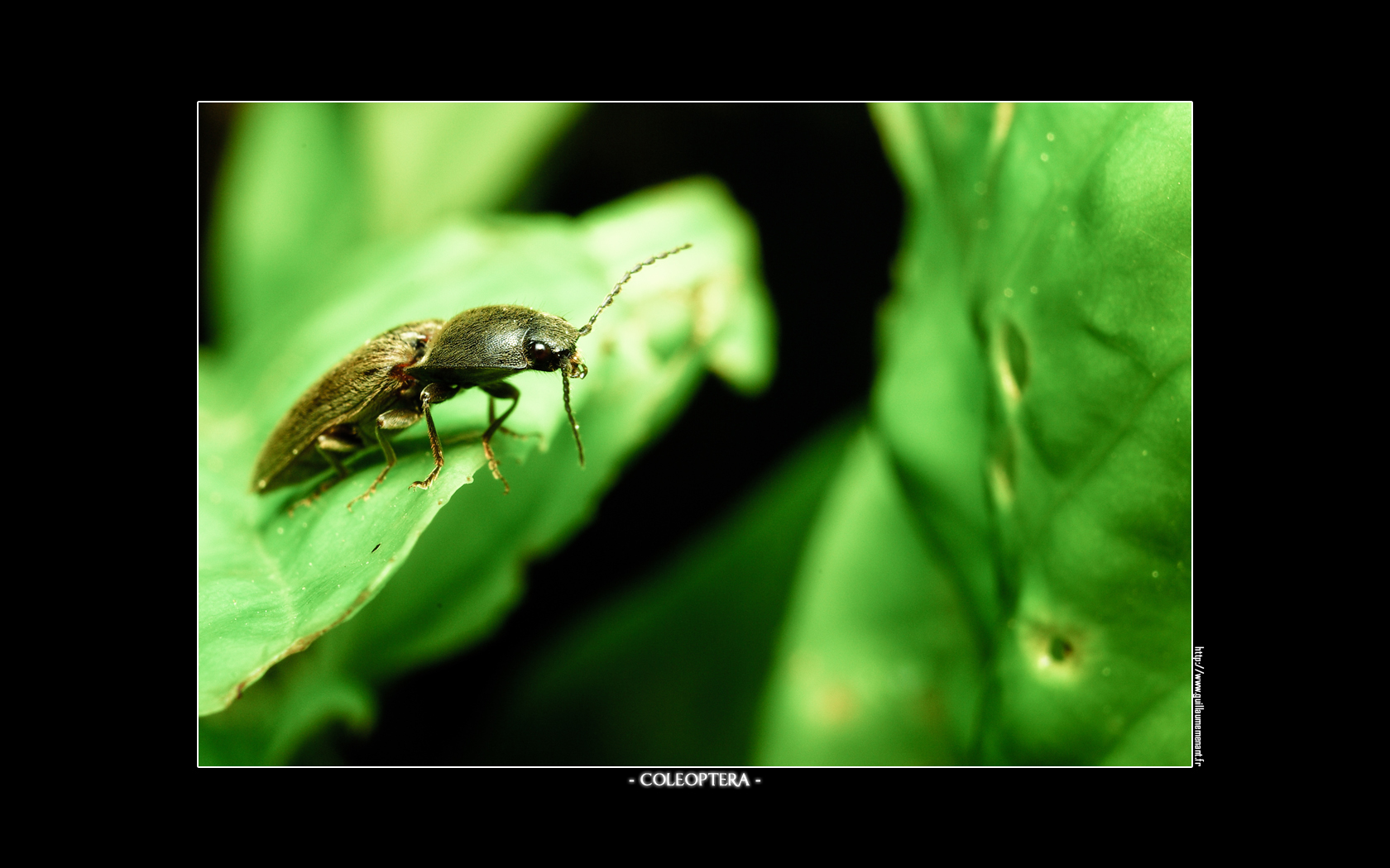 Fonds d'cran Animaux Insectes - Scarabes Coleoptera