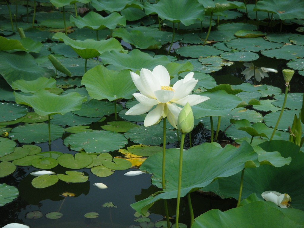 Fonds d'cran Nature Fleurs Nnuphar