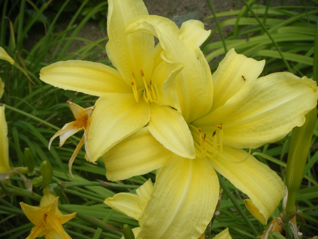 Wallpapers Nature Flowers Lys jaune