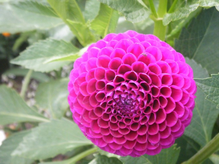 Fonds d'cran Nature Fleurs dahlia