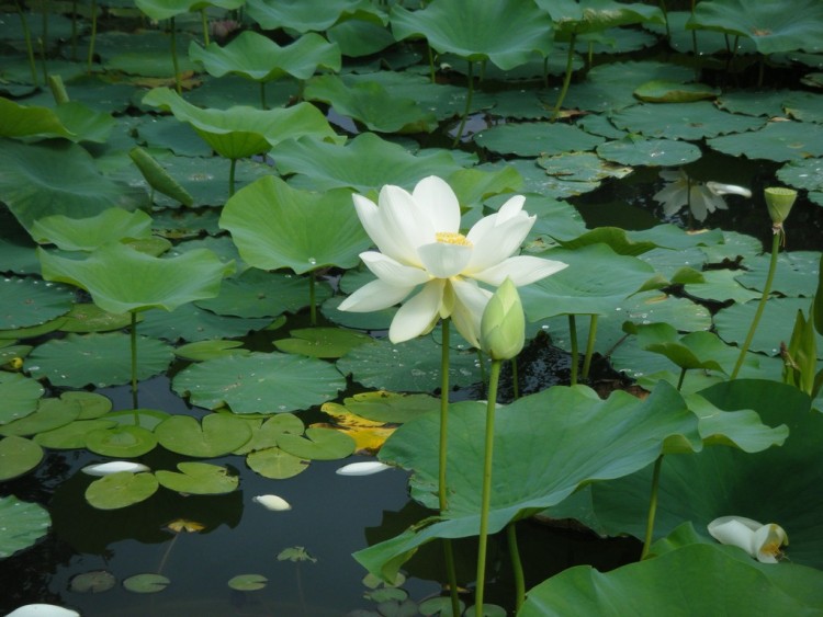 Fonds d'cran Nature Fleurs Nnuphar