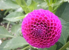 Fonds d'cran Nature dahlia