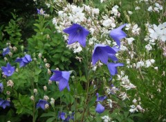 Fonds d'cran Nature fleurs bleues et blanches