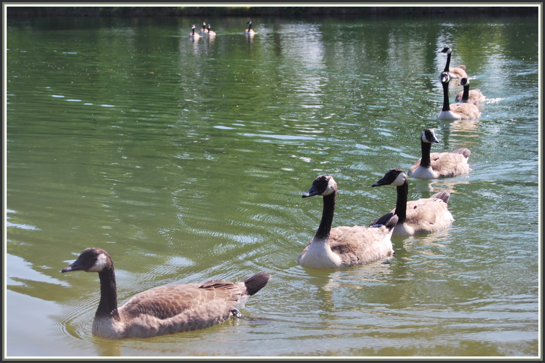 Fonds d'cran Animaux Oiseaux - Bernaches A la queue leu leu