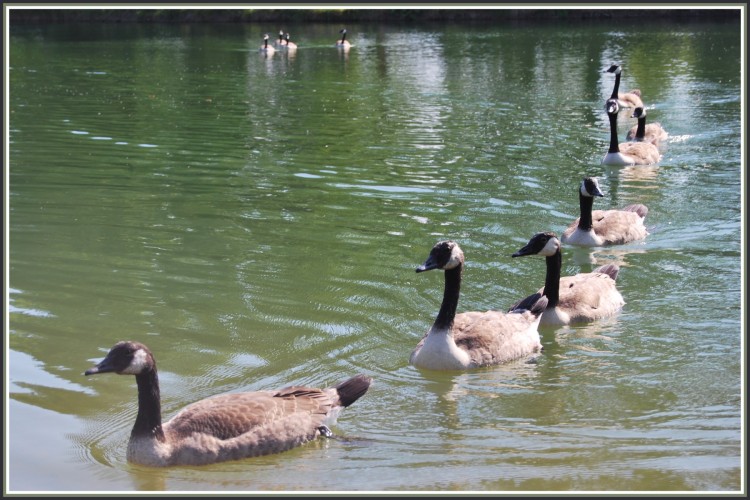 Wallpapers Animals Birds - Gooses A la queue leu leu