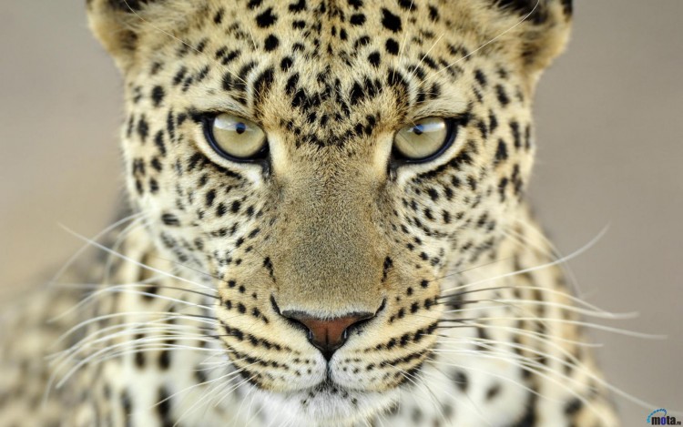 Wallpapers Animals Felines - Leopards Lopards