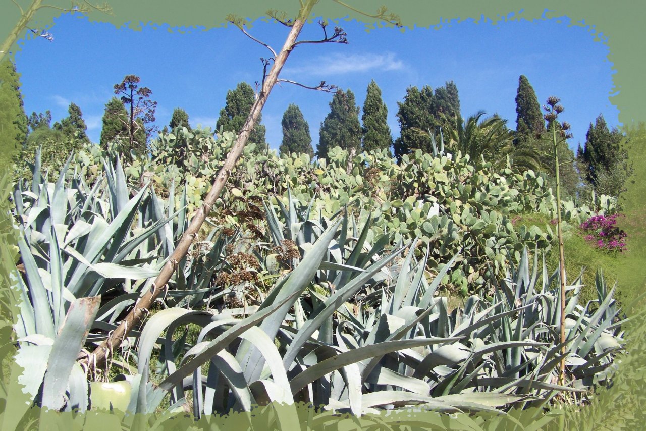 Fonds d'cran Nature Plantes - Arbustes Cactus