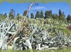 Fonds d'cran Nature Cactus