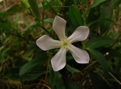 Fonds d'cran Nature Saponaire officinale