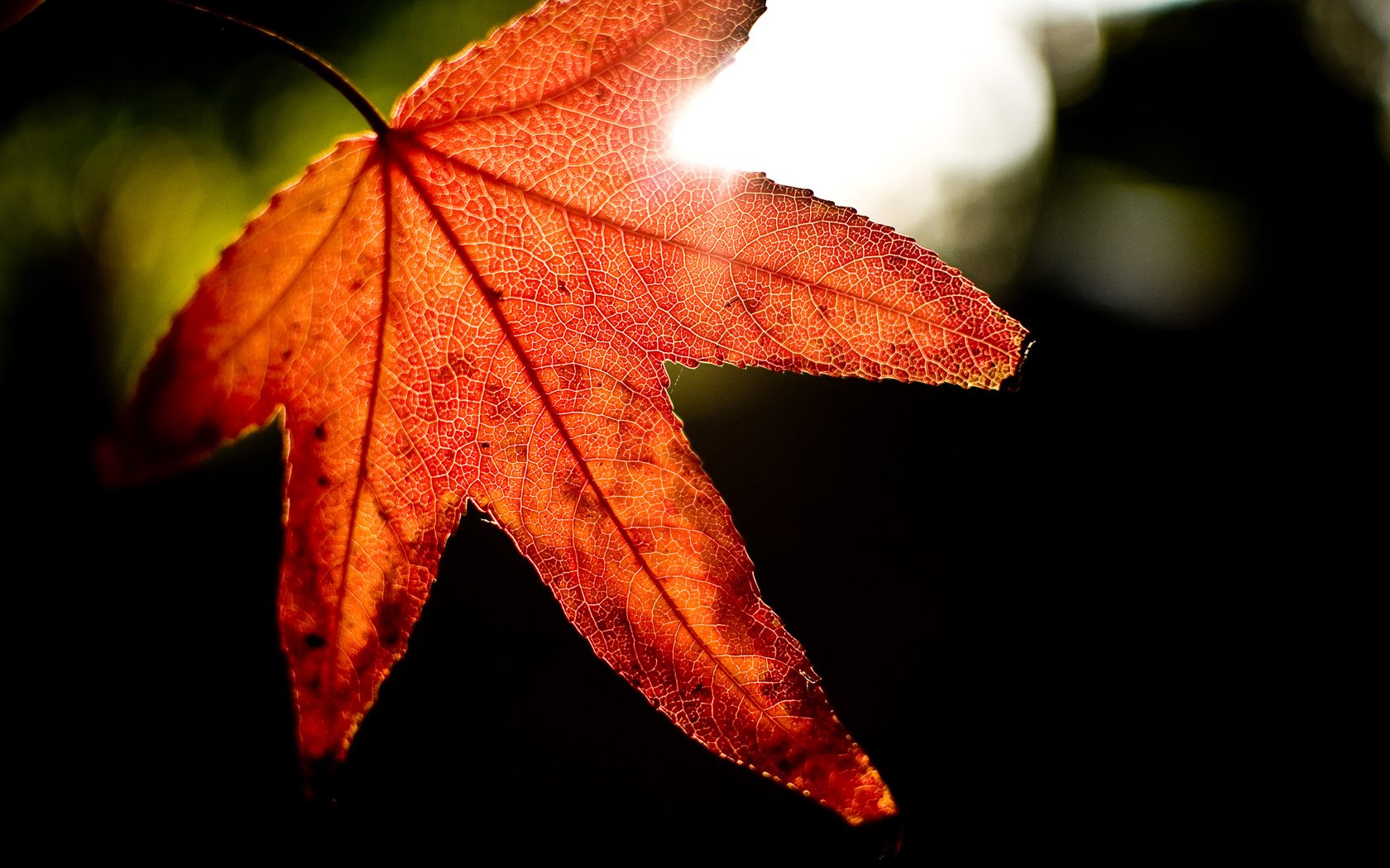 Fonds d'cran Nature Saisons - Automne Rouge d'automne