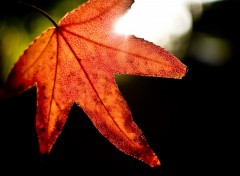 Wallpapers Nature Rouge d'automne