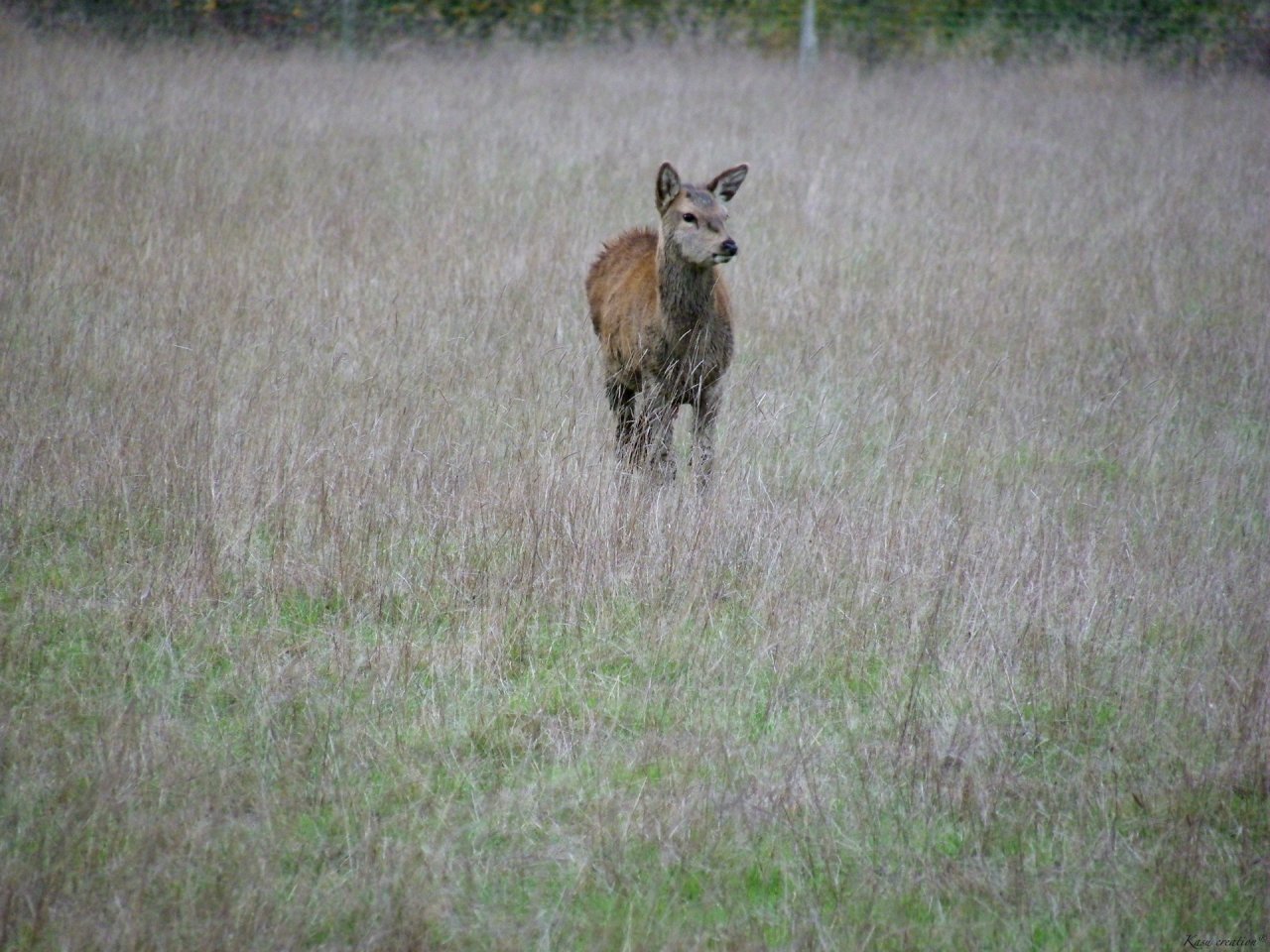 Wallpapers Animals Cervids 