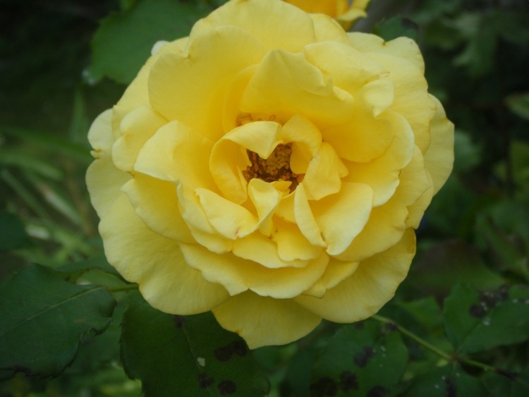 Fonds d'cran Nature Fleurs Rose jaune