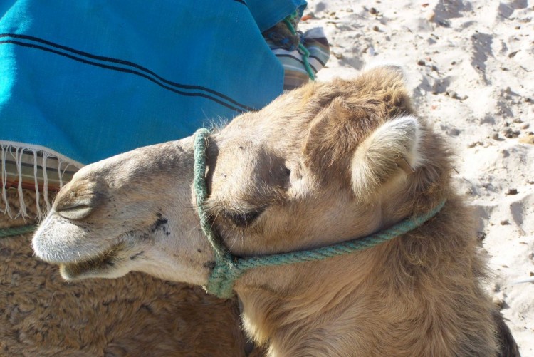 Fonds d'cran Animaux Dromadaires - Chameaux dro!!!!!!!!!!