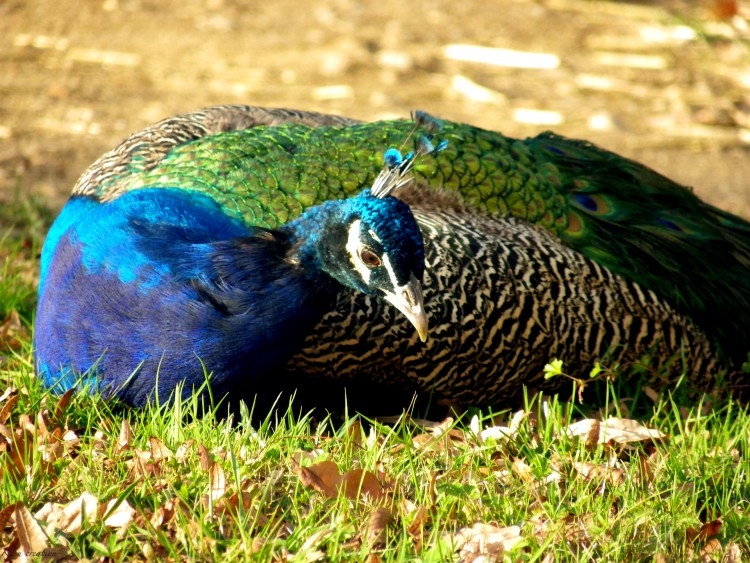 Fonds d'cran Animaux Oiseaux - Paons Wallpaper N249982