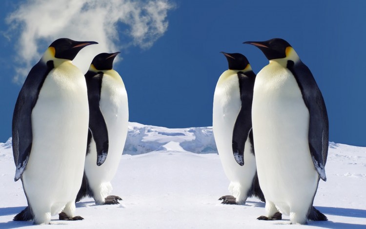 Fonds d'cran Animaux Oiseaux - Pingouins 4 Emperor Penguins