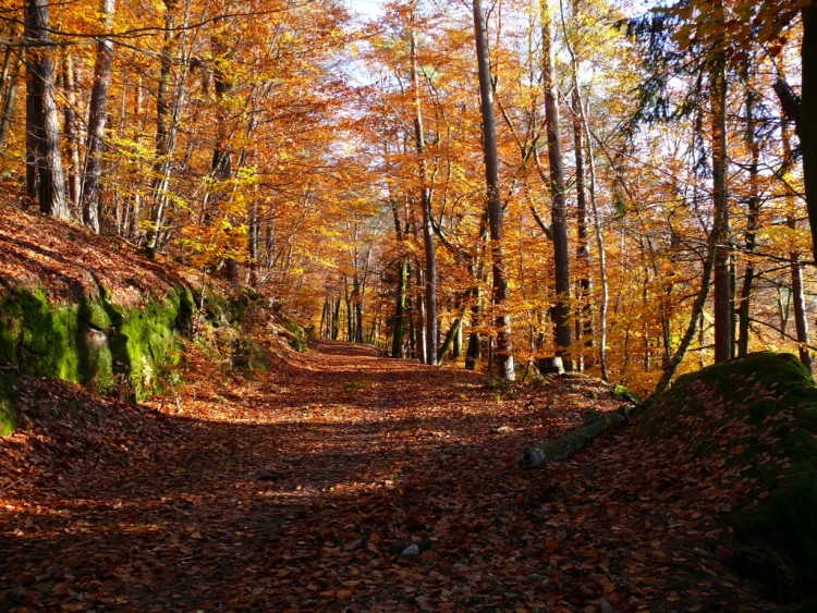 Fonds d'cran Nature Arbres - Forts l'automne est d'or