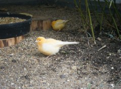 Fonds d'cran Animaux Canari