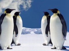 Wallpapers Animals 4 Emperor Penguins