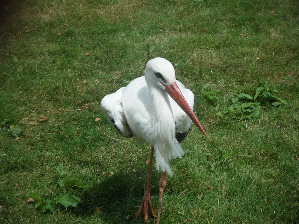 Fonds d'cran Animaux Oiseaux - Cigognes cigogne