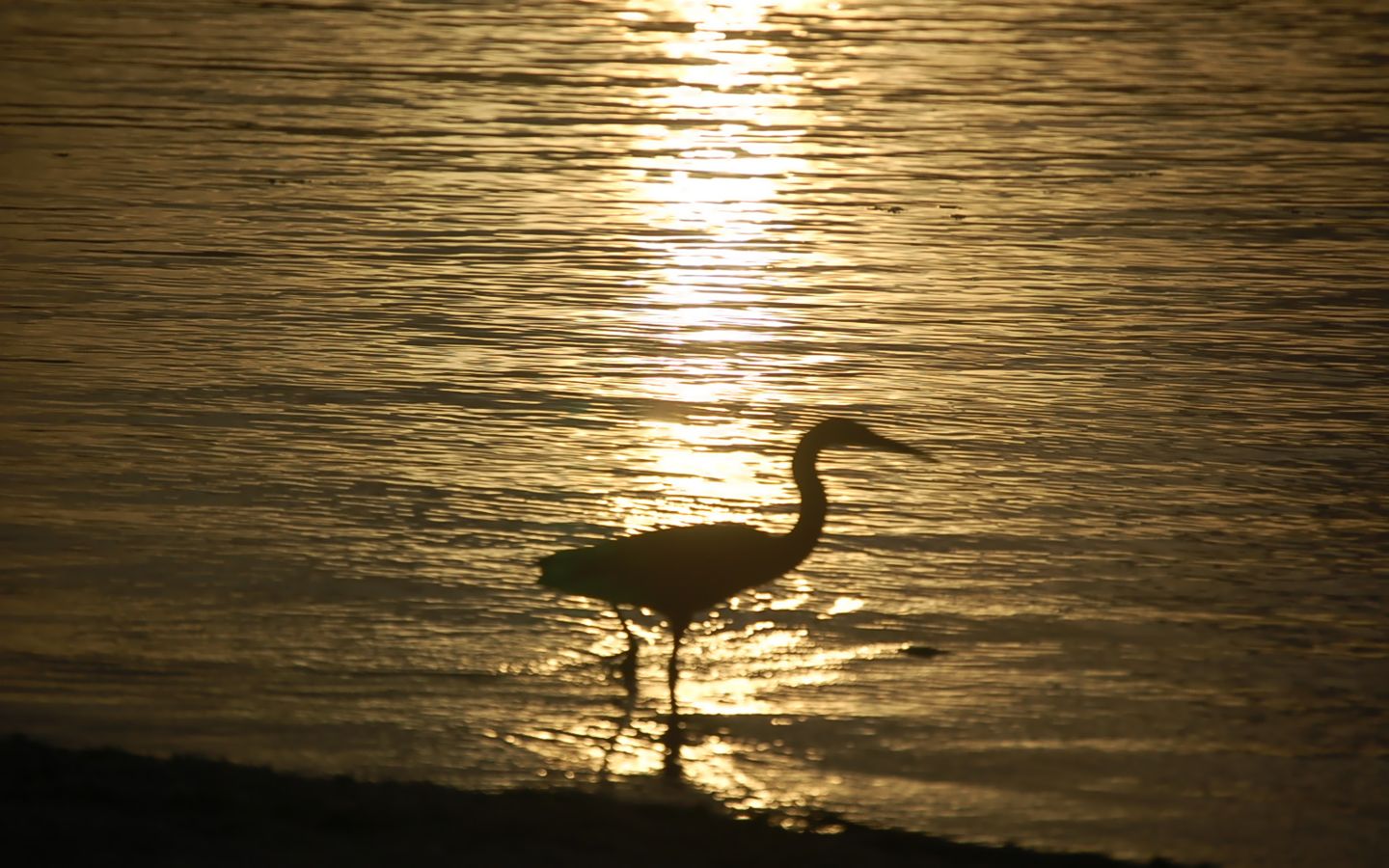 Fonds d'cran Nature Couchers et levers de Soleil Hron de passage