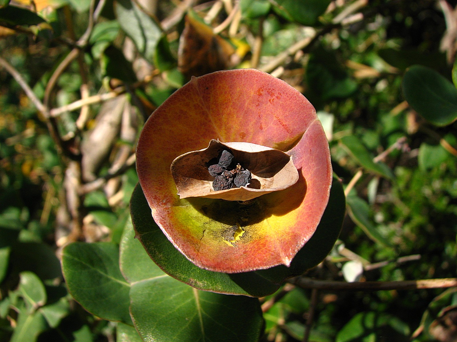 Fonds d'cran Nature Fleurs 