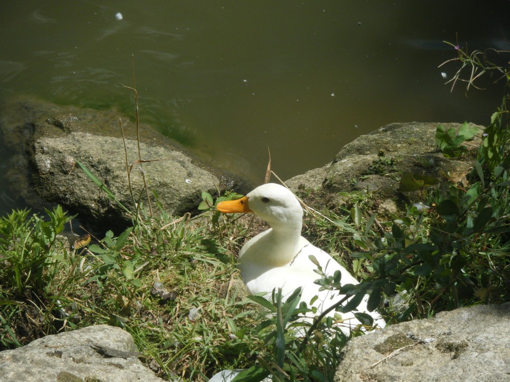 Wallpapers Animals Birds - Ducks canard blanc