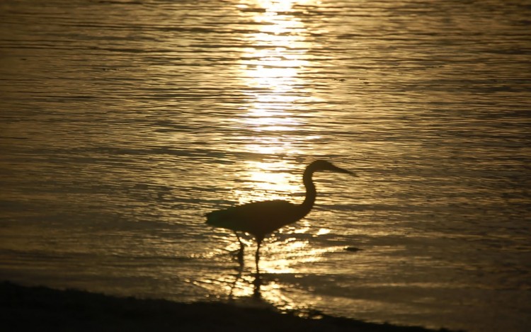 Fonds d'cran Nature Couchers et levers de Soleil Hron de passage