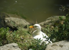 Fonds d'cran Animaux canard blanc